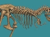 Tyrannosaurus Rex.jpg